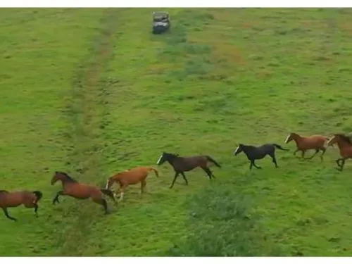 Spectaculaire sauvetage de 83 chevaux par le zoo-refuge La Tanière...