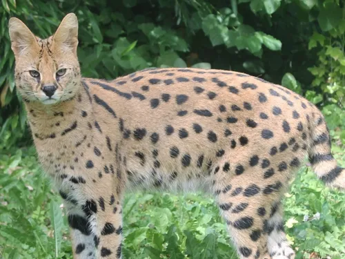 À Amiens, le zoo toujours au sommet