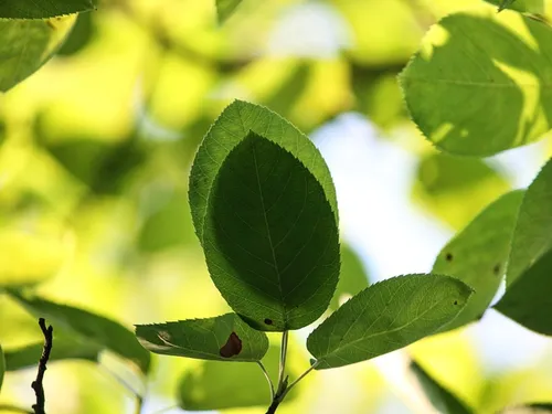 Des lycéens de Chartres développent leur main verte