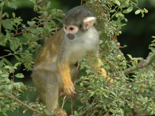 Un singe volé dans un zoo français a été retrouvé à Beauvais