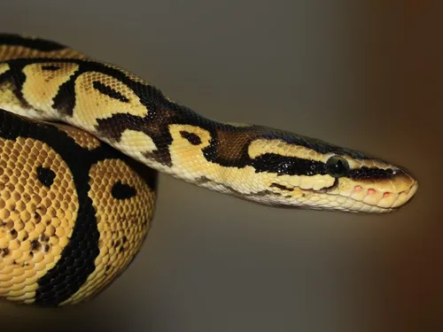 Le python de Morsang-sur-Orge a été retrouvé