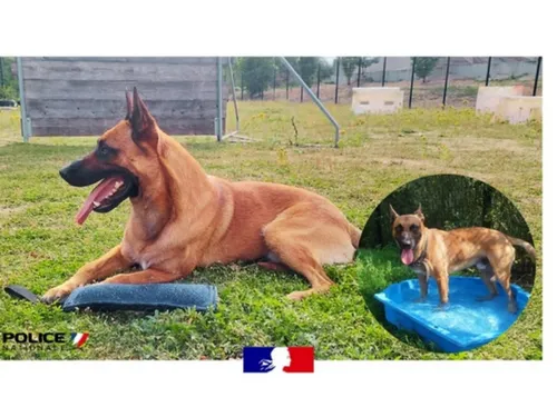 Seine-et-Marne : qui veut accueillir Sparow ? 