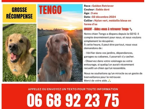 Les grands moyens déployés pour retrouver un chien disparu dans les...