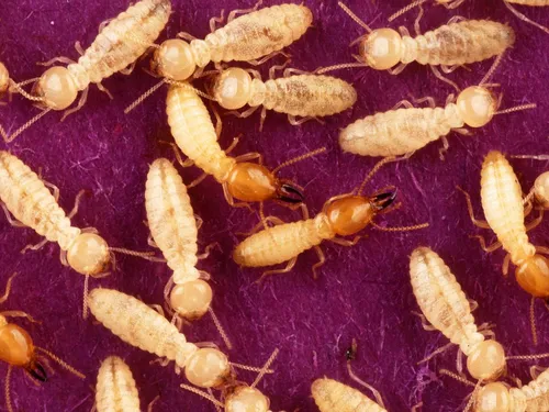 Des foyers de termites détectés dans trois communes de l’Oise