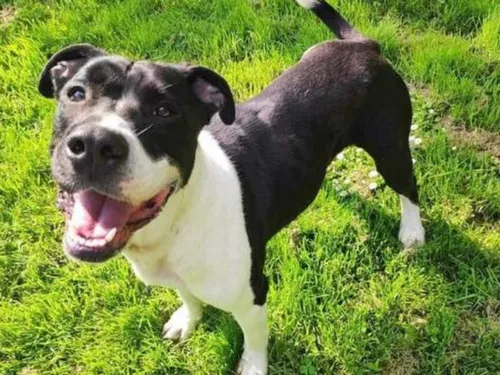 Un chien brûlé à la cigarette cherche une nouvelle famille près...