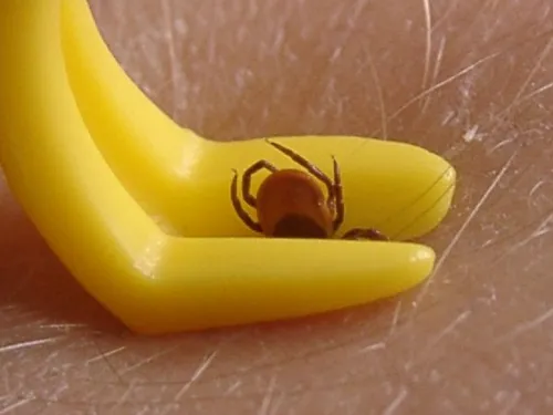 Attention aux tiques lors de vos balades en Ile-de-France 