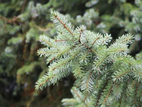 Il est temps de donner une nouvelle vie à vos sapins à Dreux