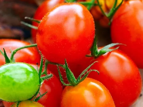Un potager urbain voit le jour à Villenoy