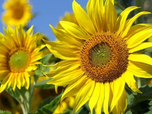 La culture s'invite dans les jardins d'Île-de-France