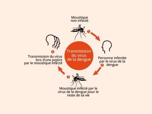 Les cas de dengue se multiplient dans l'Hexagone