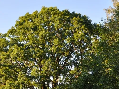Le cap symbolique du million d'arbres plantés dans les...