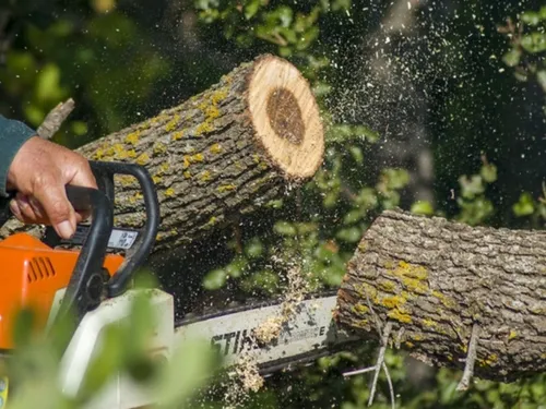 Cette ville des Yvelines veut protéger son patrimoine arboré