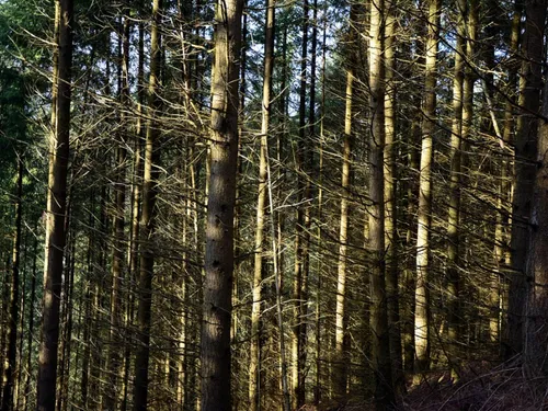 En presque quarante ans, le volume de bois disponible a assez...