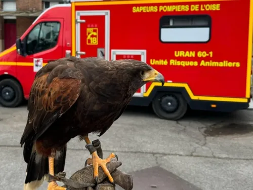 Les pompiers de l'Oise savent désormais aider les animaux en...