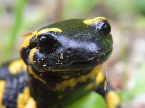 Biodiversité dans les Hauts-de-France : le CESER s'interroge 