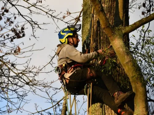 Dreux surveille de près plusieurs arbres centenaires