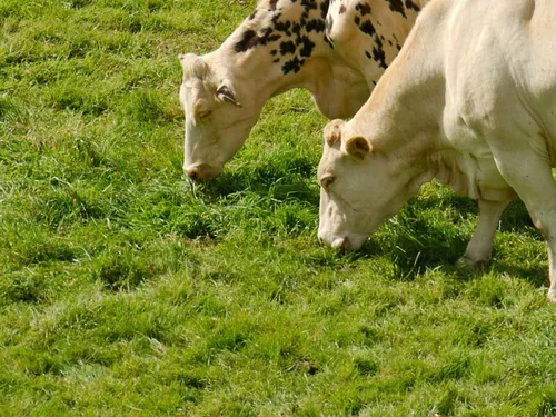 Le ministre de l'Agriculture va dévoiler ce mercredi dans l'Oise le...
