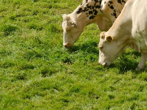 Des vaches mises en sécurité lors d'un incendie à Saint-Eliph