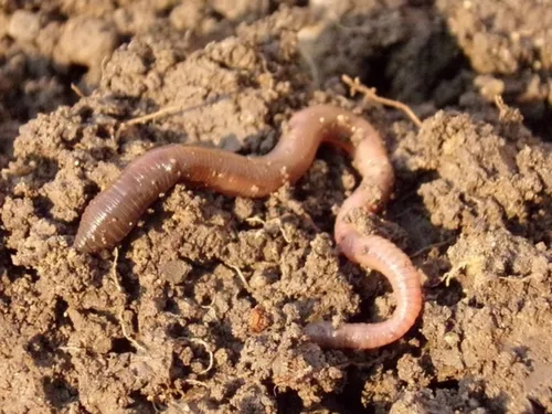 La biodiversité plus foisonnante dans les exploitations bio des...