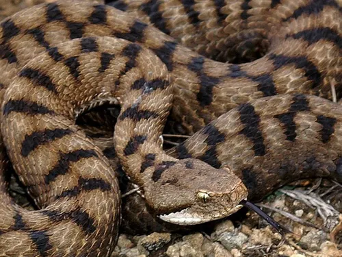 Cinq ans pour sauver ces trois espèces de serpents dans les...