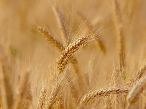 Moissons 2025 : Un bilan "correct" en Seine-et-Marne