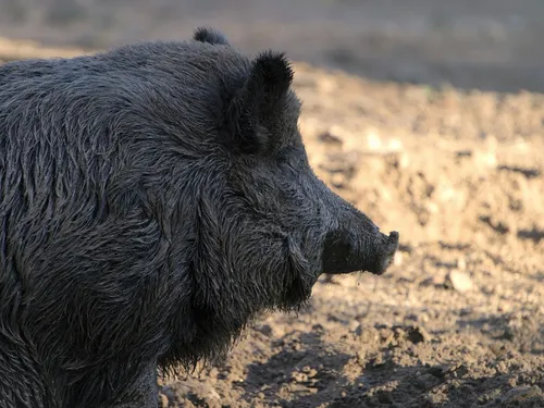 Une chasse aux sangliers menée ce jeudi à Mantes-la-Jolie