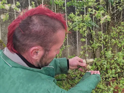 Allergies aux pollens : le pic est attendu fin avril, selon le...