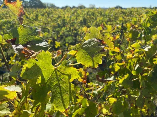 Le vignoble nantais très touché par le premier épisode de gel