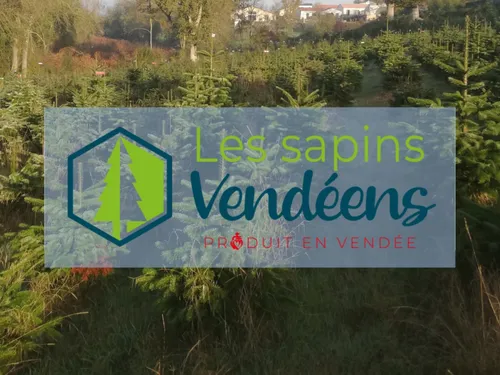 Noël. Bios et naturels, les sapins de Vendée ont la cote !