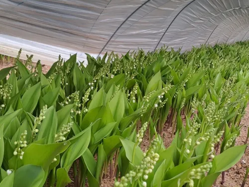 Du muguet Nantais pour le 1er Mai !