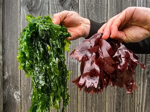 Des algues dans l’assiette : l'innovation santé au CHU de Brest