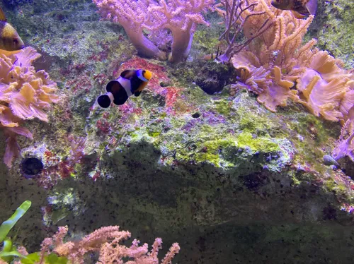 Brest. Record de fréquentation pour Océanopolis, qui vous incite à...