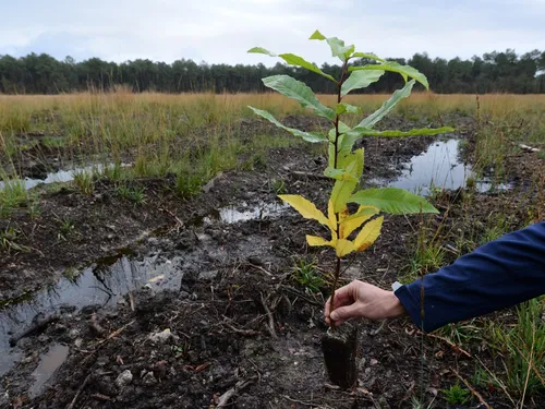 "Breizh Forêt Bois" : plus de deux millions d'arbres plantés en 5...