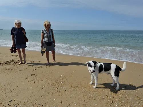 Où pouvez-vous emmener votre chien à la plage en Bretagne ?