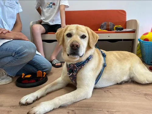 Septembre en Or : Un chien auprès des enfants malades du CHU d’Angers