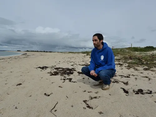 La nidification des gravelots : attention où vous marchez sur les...