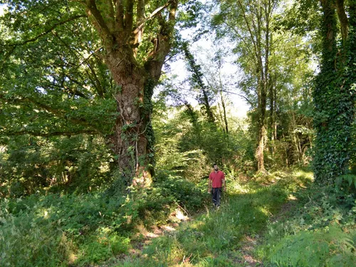 Ecotree : un euro pour les arbres aux Vieilles Charrues