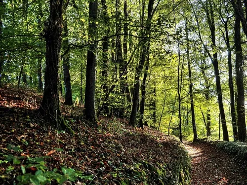 Wild (en) Bretagne : "acheter des terrains boisés pour les rendre à...