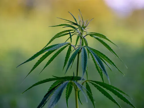 Feuilles de chanvre, sacs en plastique ou encres de tatouage ......