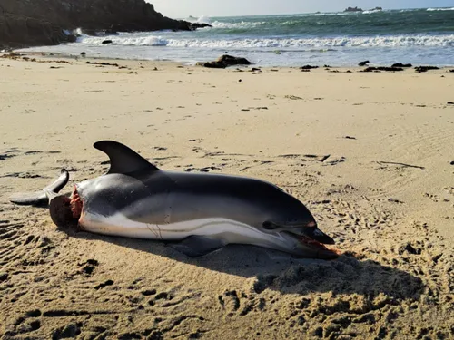 Pas de pêche dans le Golfe de Gascogne : Sea Sheperd publie la...