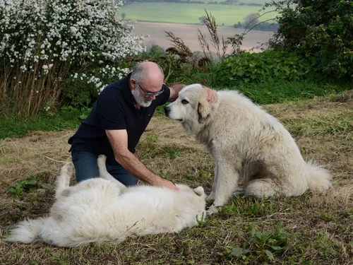 Finistère. Le nouveau plan loup précisé d’ici la fin d'année