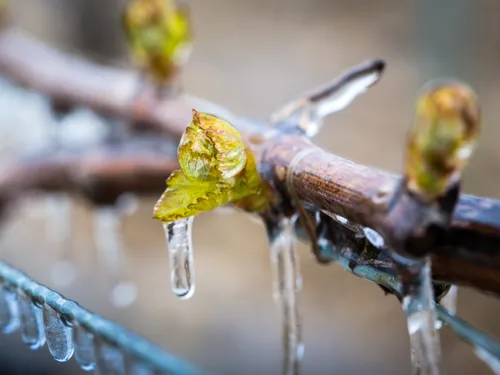 Gel : un nouvel outil pour les agriculteurs, éligible à des aides