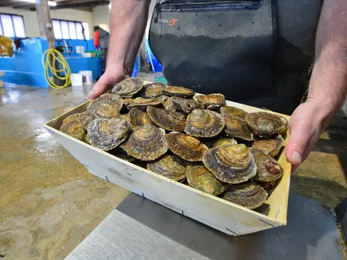 Bretagne. Les ostréiculteurs dénoncent le (mauvais) traitement des...