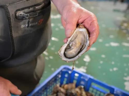 Noël. Les huîtres ne devraient pas manquer, mais le prix augmente