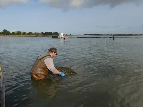 Economie. Des dégâts enregistrés dans les parcs à huîtres de l'ouest