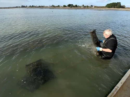 Huîtres : la main d'œuvre manque dans l'ouest à quelques jours de Noël