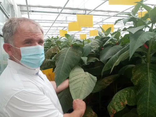 La Ferme des insectes, pour protéger les plants de tomates !