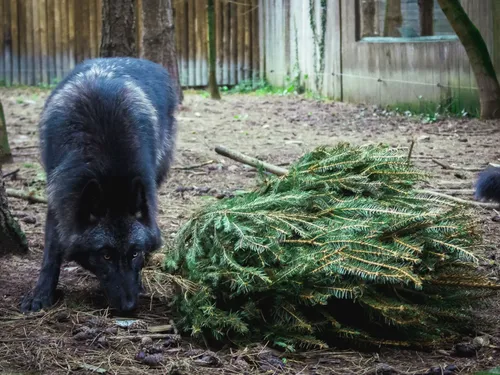 A Frossay, Legendia Parc récupère les sapins de Noël naturels