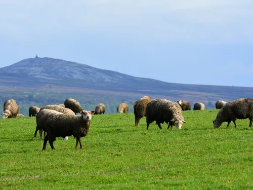  Loup, y es-tu ? Des attaques de brebis sont relevées dans les...