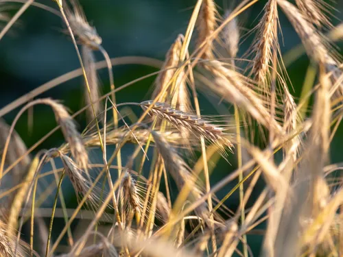 Les sujets brûlants de la FDSEA 56 : sécheresse, prix du lait,...